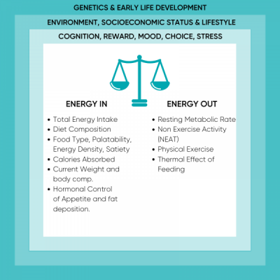 Factors Influencing Energy Balance