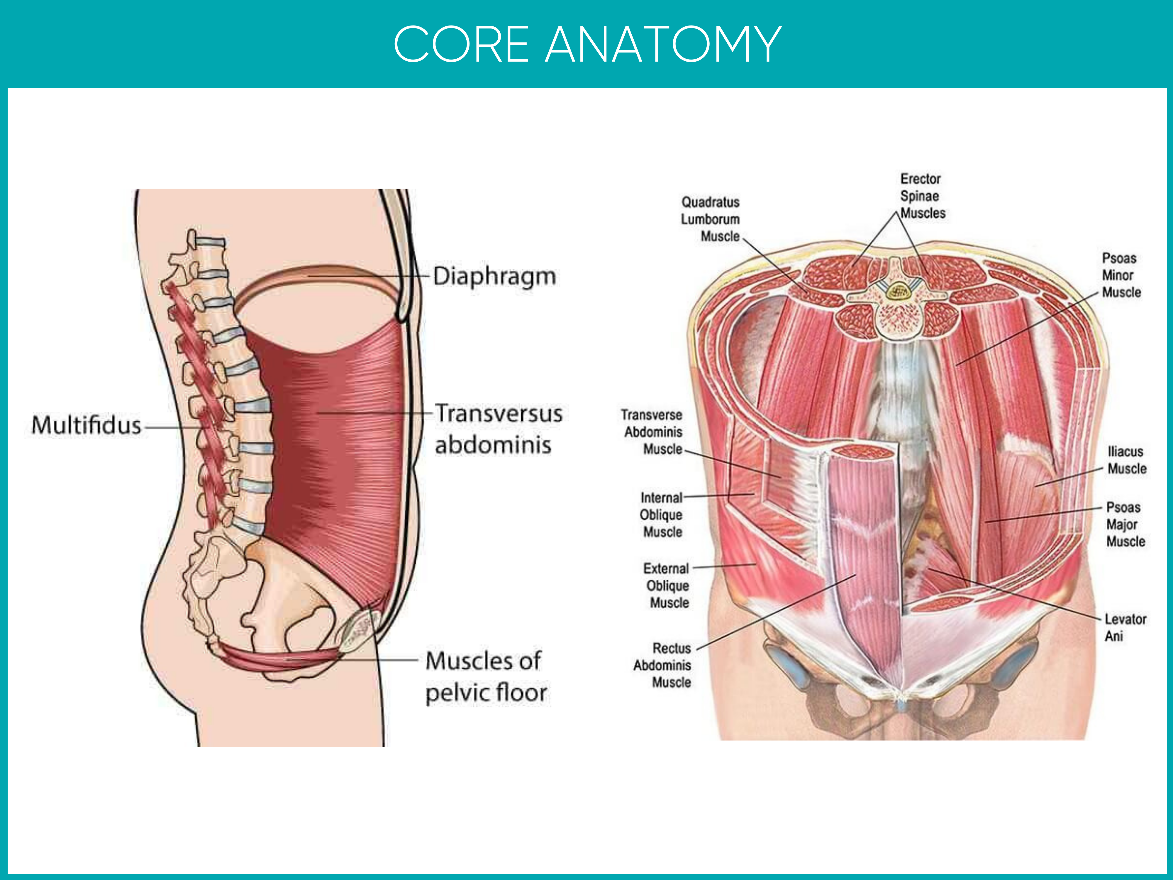 Core Anatomy